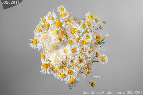 Image of Bunch of chamomiles on gray