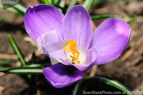 Image of closeup of blossoming crocus