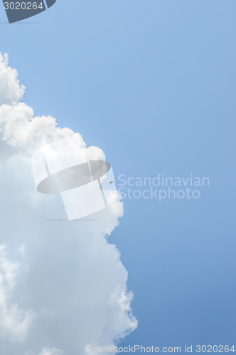 Image of small swallow in deep blue sky