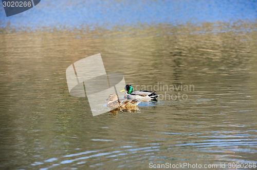 Image of two ducks on the water