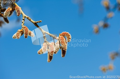 Image of Catkins at Alder Tree