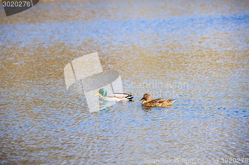 Image of two ducks on the water