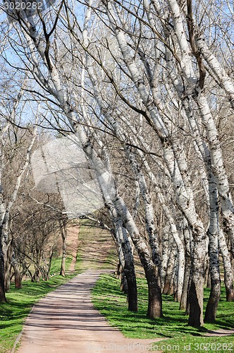 Image of Early spring in forest