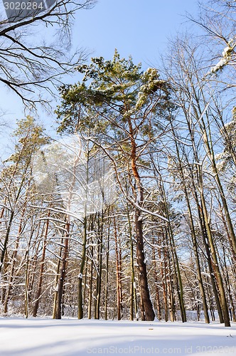Image of snowy winter forest