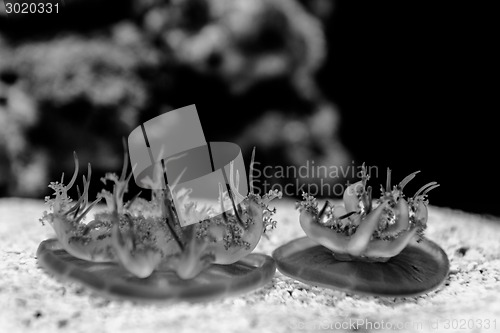Image of Medusas in the aquarium