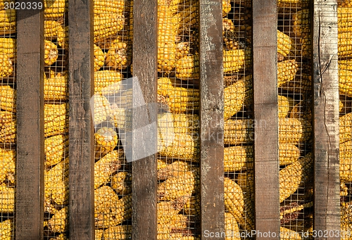 Image of Large group of industrial corn