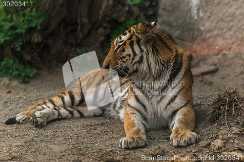Image of Tiger sitting in the zoo