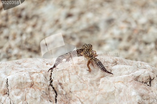 Image of Gecko lizard on rocks 