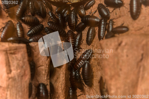 Image of Close up of cockroach