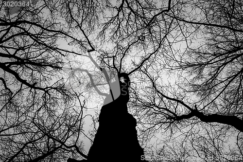 Image of Abstract hoto of some winter branches