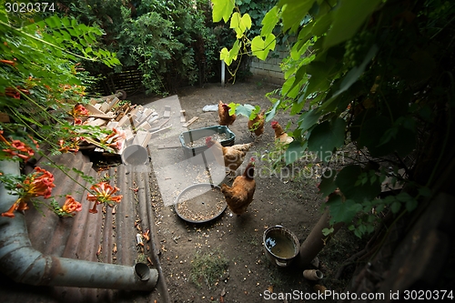 Image of Chickens in the poultry yard eating 