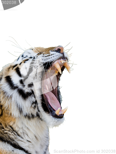 Image of Tiger Growling