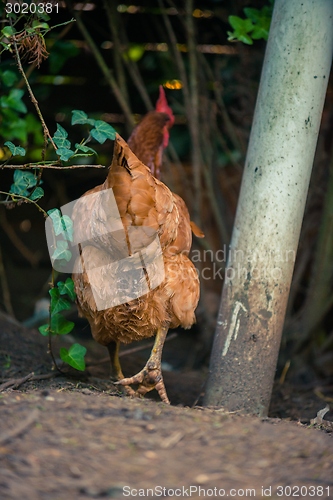 Image of Chickens in the poultry yard eating 