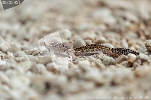 Image of Gecko lizard on rocks 