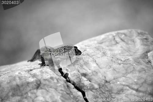 Image of Gecko lizard on rocks 