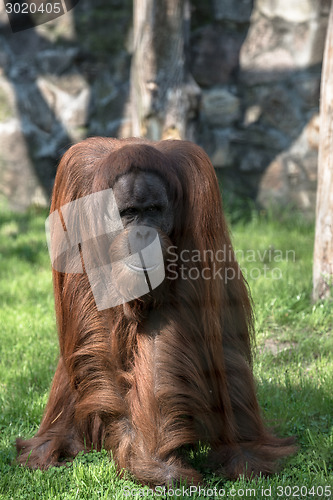 Image of Grownup orangutan