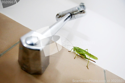 Image of Green grasshopper on wall