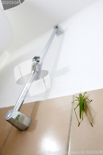 Image of Grasshopper in bathroom