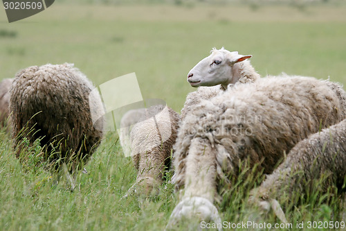 Image of Close up of cattle flock on meadow