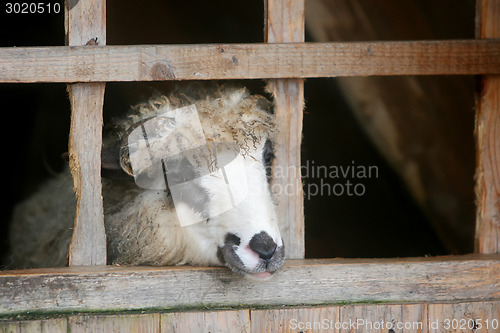 Image of Close up of ram in wooden stable