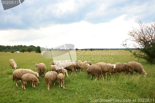 Image of Flock of sheep on meadow