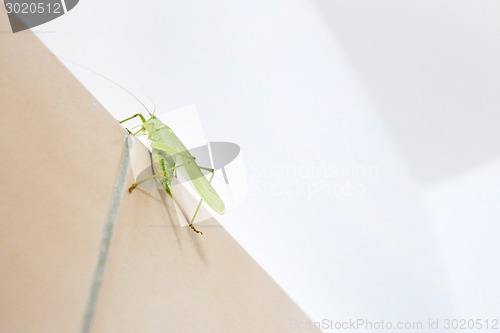 Image of Grasshopper on wall close up
