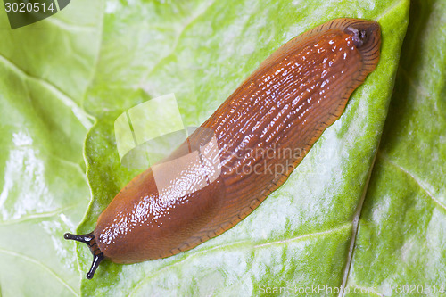 Image of Close up of slug on green leaves