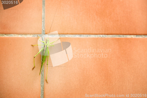 Image of Close up of grasshopper on bathroom wall