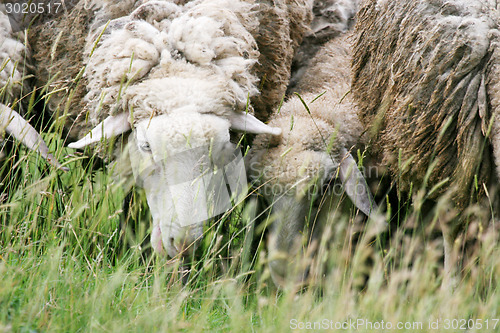 Image of Close up of sheep eating grass