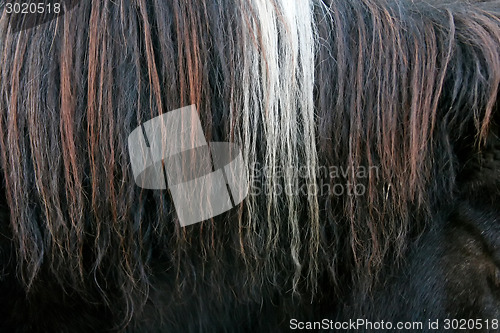 Image of Close up of horsehair