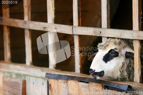 Image of Sheep in captivity