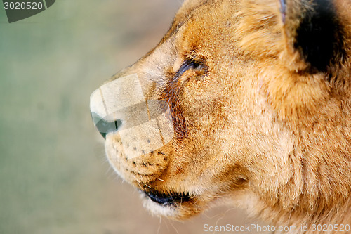 Image of Close up of lion head