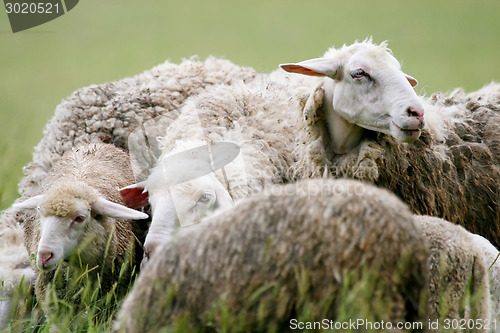 Image of Close up of sheep in flock on meadow