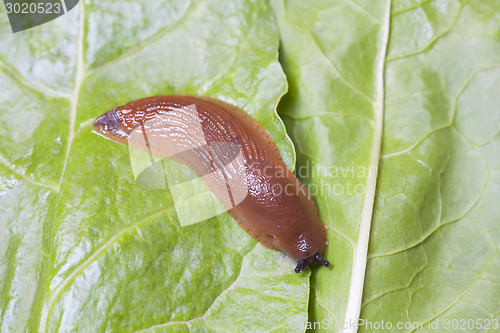 Image of Birds eye view of slug on leaves