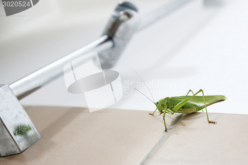 Image of Grasshopper on bathroom wall close up