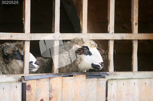 Image of Close up of sheep in stall