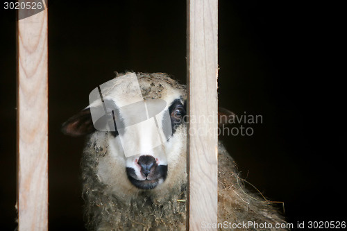 Image of Sheep in wooden farm stable