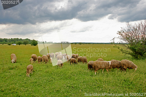 Image of Cattle graze on meadow