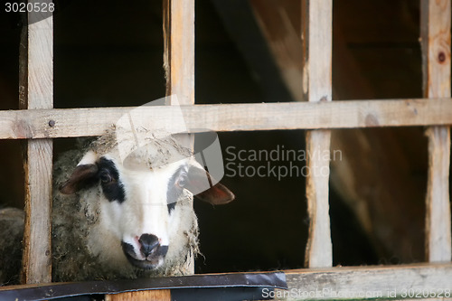 Image of Close up of sheep in farm stable