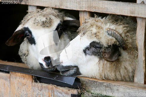 Image of Close up of sheep locked up in wooden stall