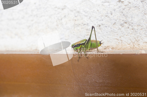 Image of Grasshopper on wall