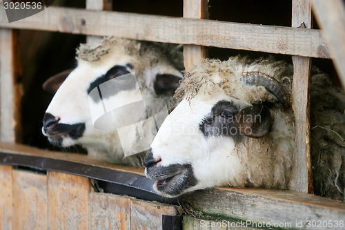 Image of Close up of sheep in wooden stall