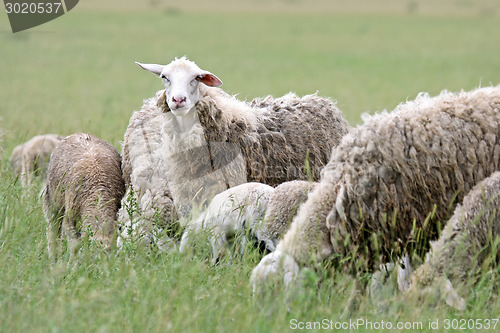 Image of Close up of cattle flock