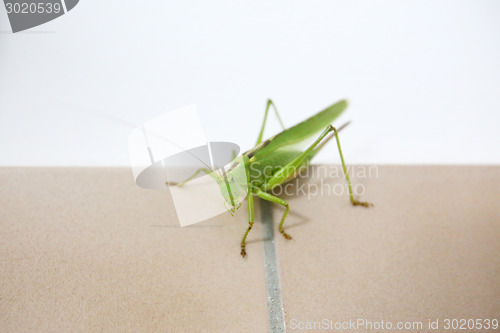 Image of Close up of grasshopper on bathroom tiles