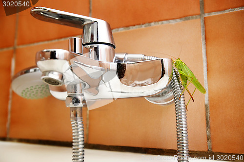 Image of Grasshopper on bathroom shower