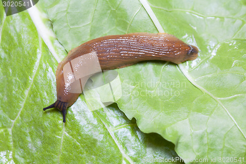 Image of Close up of slug on leaves