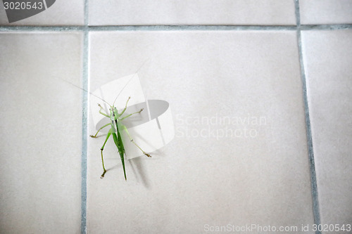 Image of Grasshopper on bathroom tiles