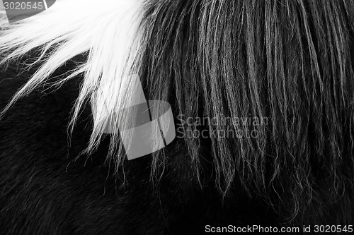 Image of Horsehair black and white