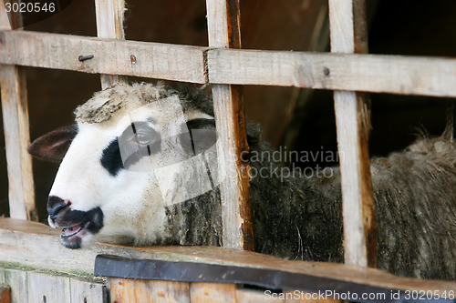 Image of Sheep in wooden stable