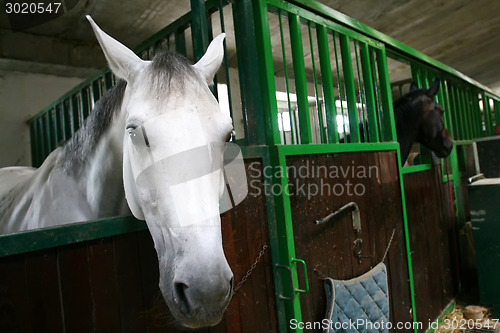 Image of Horses in stable